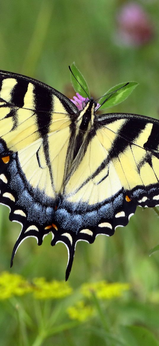 swallowtail, butterfly, leaves, macro