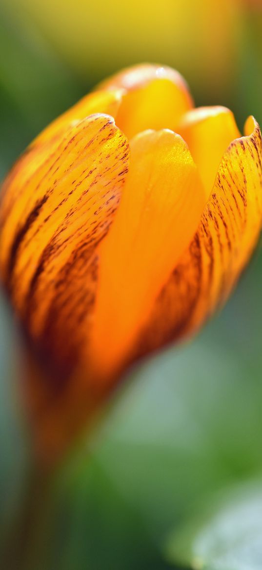 crocus, petals, bud, flower, yellow, macro