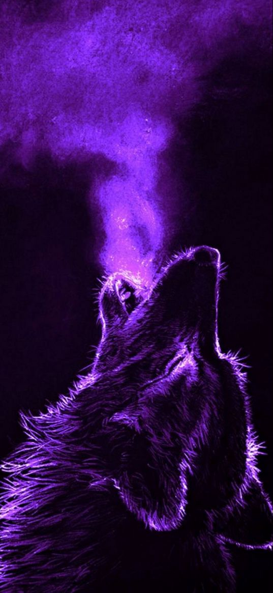 wolf, purple, animal, art