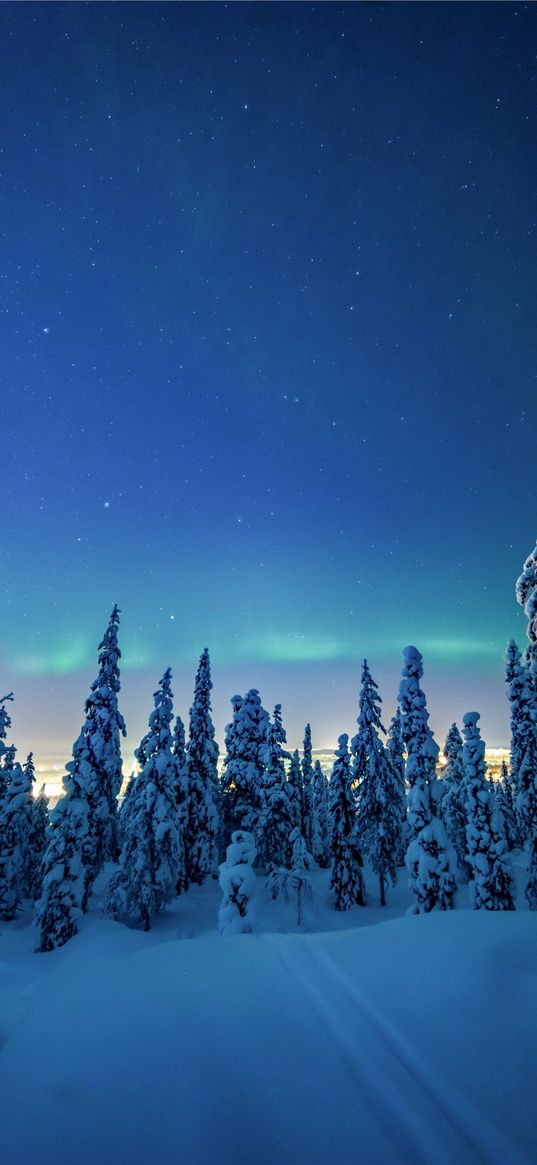 forest, christmas trees, winter, snow, northern lights, stars, nature