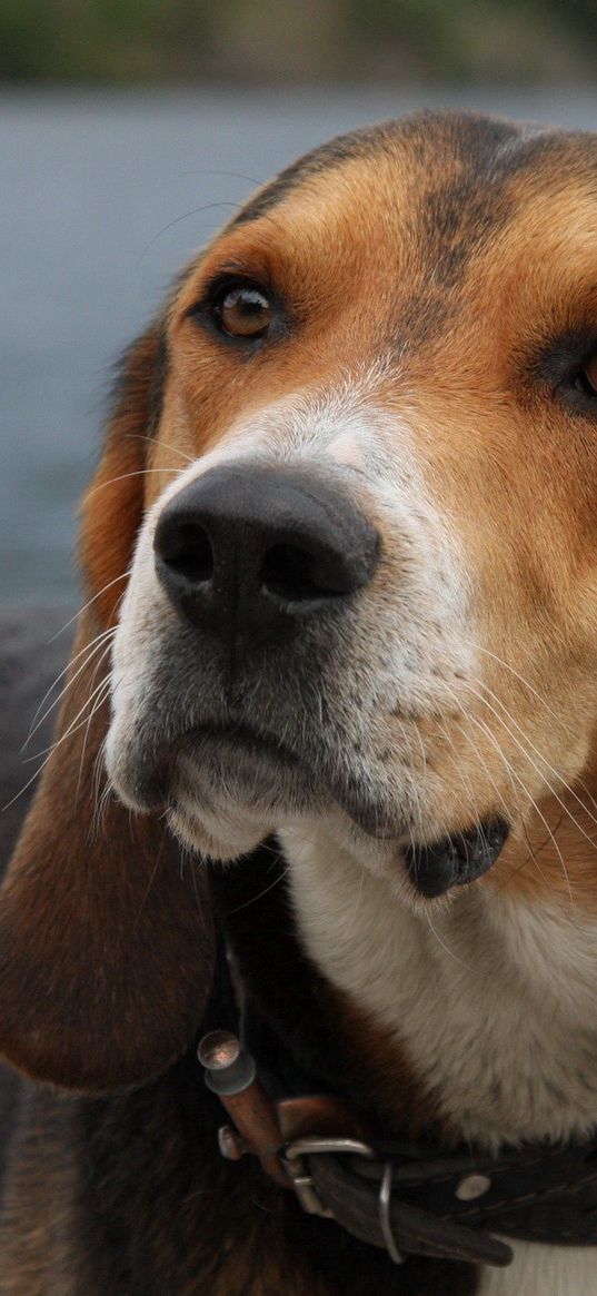 dog, muzzle, ears, eyes, waiting