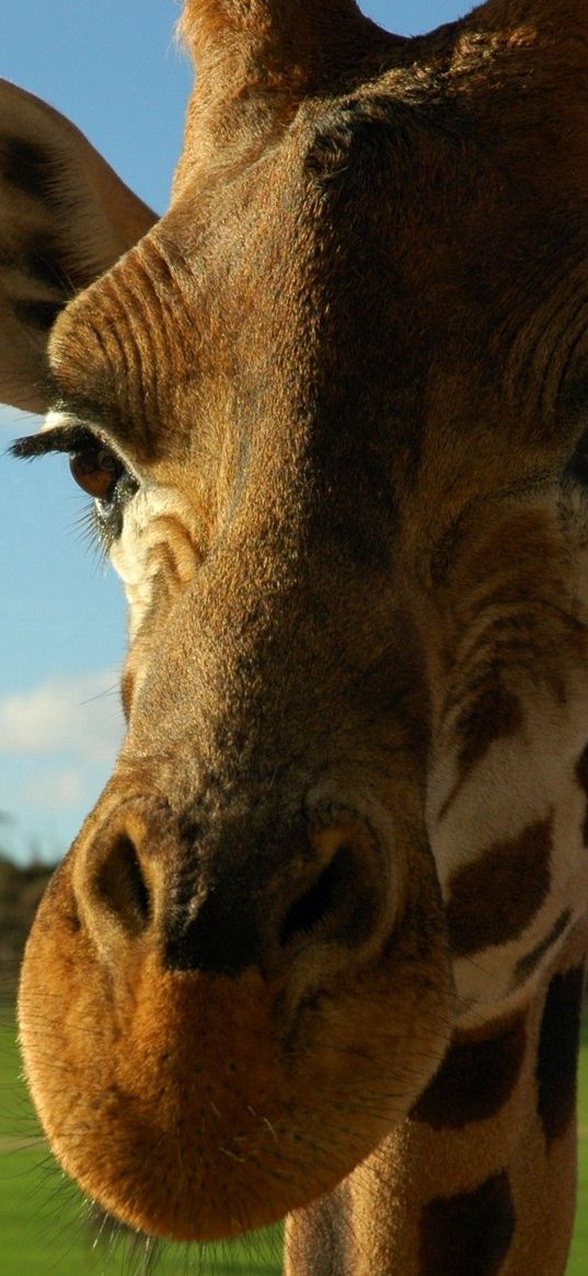 giraffe, face, ears, spotted