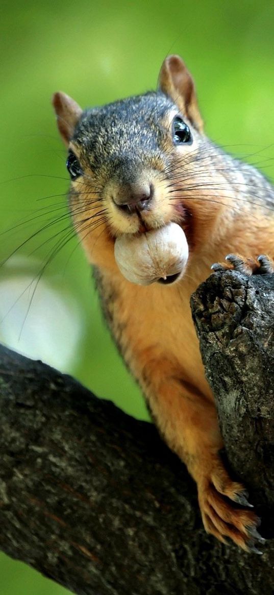 squirrel, nut, branches, climb, mine