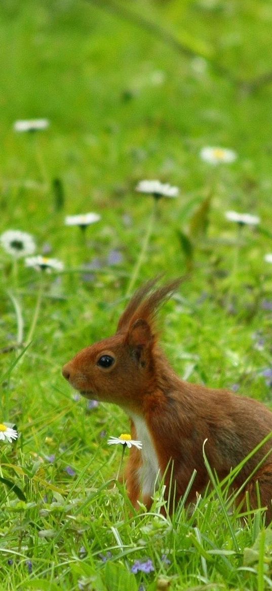 squirrel, grass, ears, wind, walk