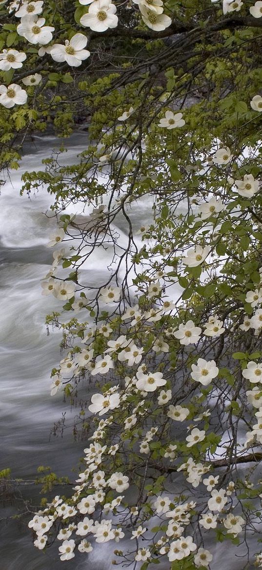 river, spring, flowers, tree, stream