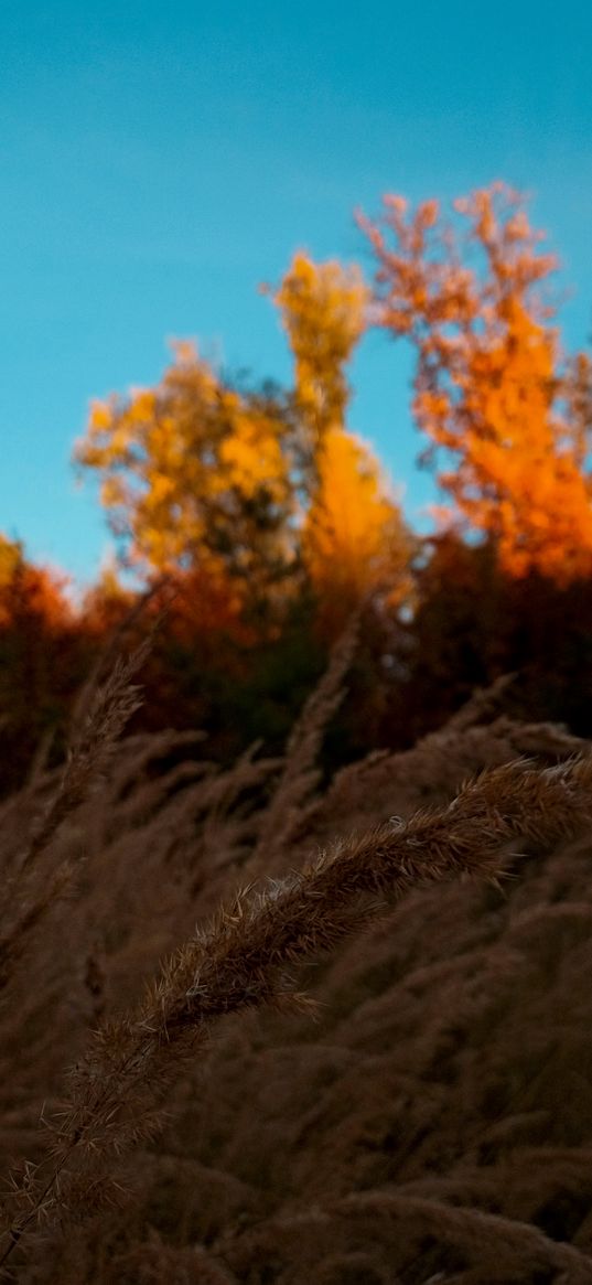 autumn, nature, orange, ears of corn