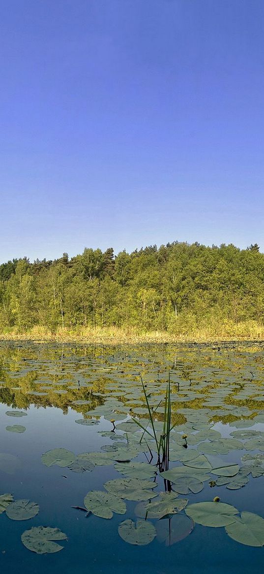 trees, distance, leaves, water, lake