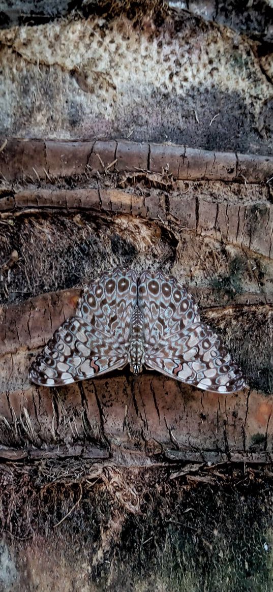 butterfly, brazilian, insect, beautiful