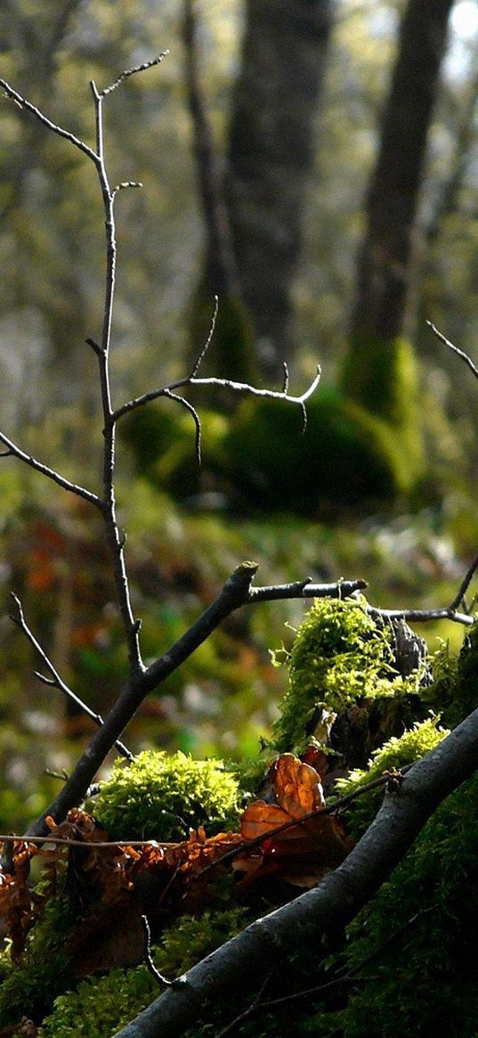 wood, branch, moss