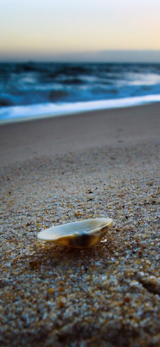 cockleshell, coast, sand, beach, sea, evening