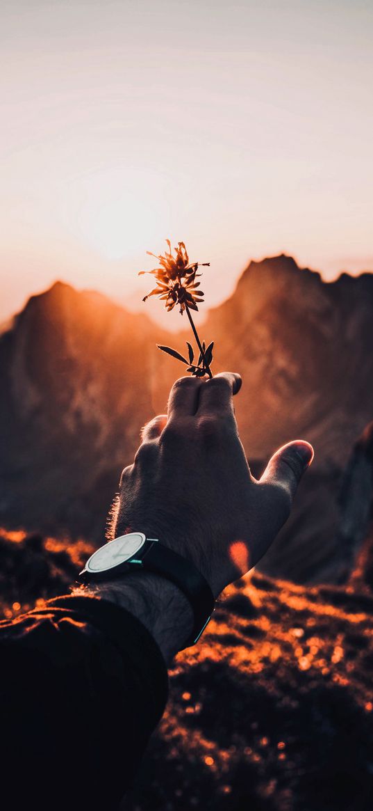 flower, hand, watch, mountain, nature, atmosphere