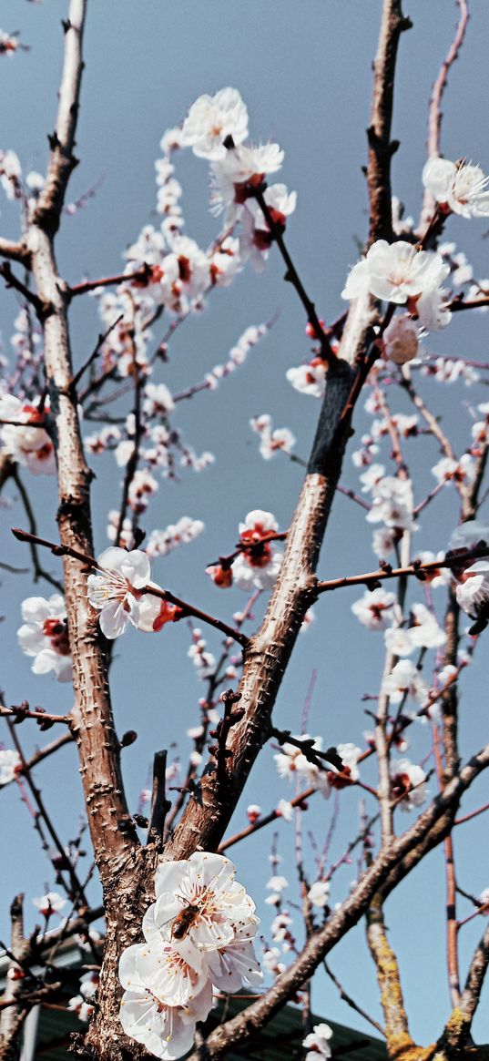 flowers, apricot, branches, tree, sky, spring, nature