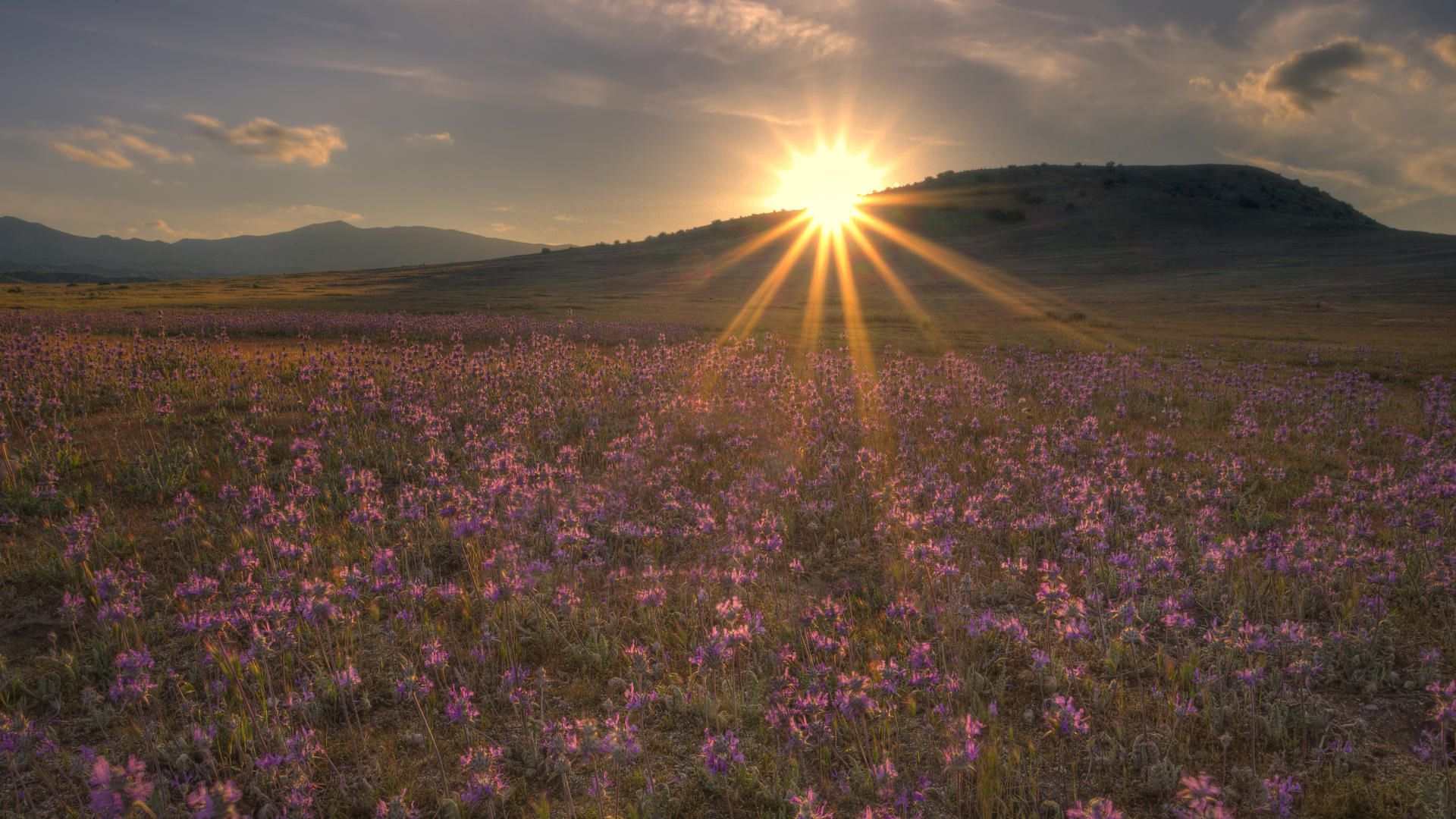 sun, evening, decline, light, beams, flowers, field