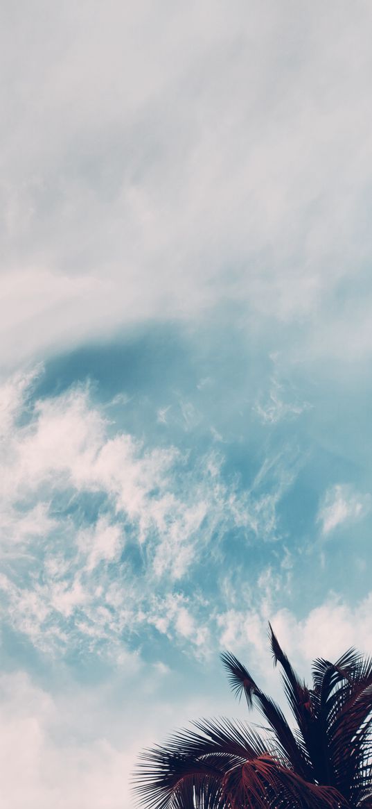 blue sky, clouds, tree, palm tree, blue