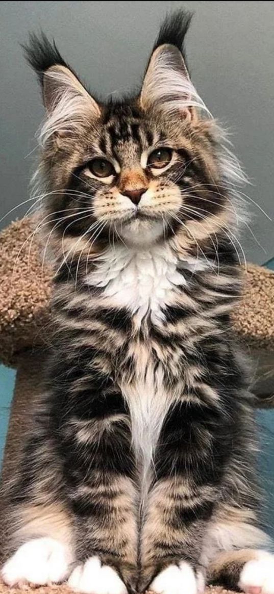 maine coon, kitten, scratching post