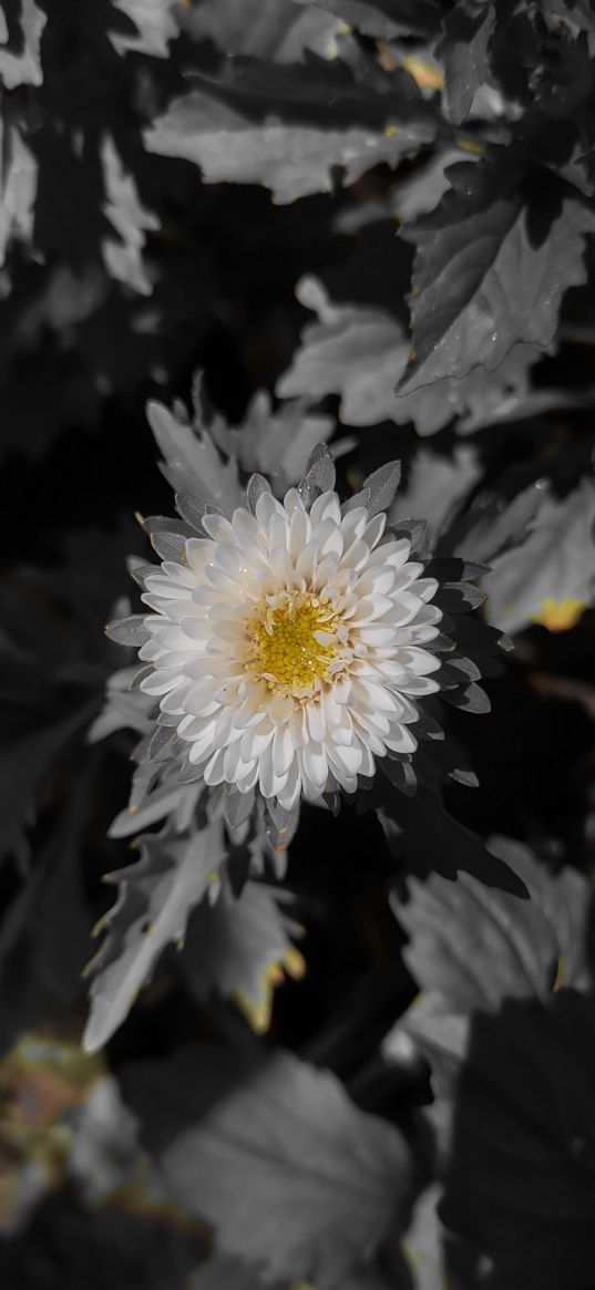 chrysanthemum, flower, white, nature, gray background