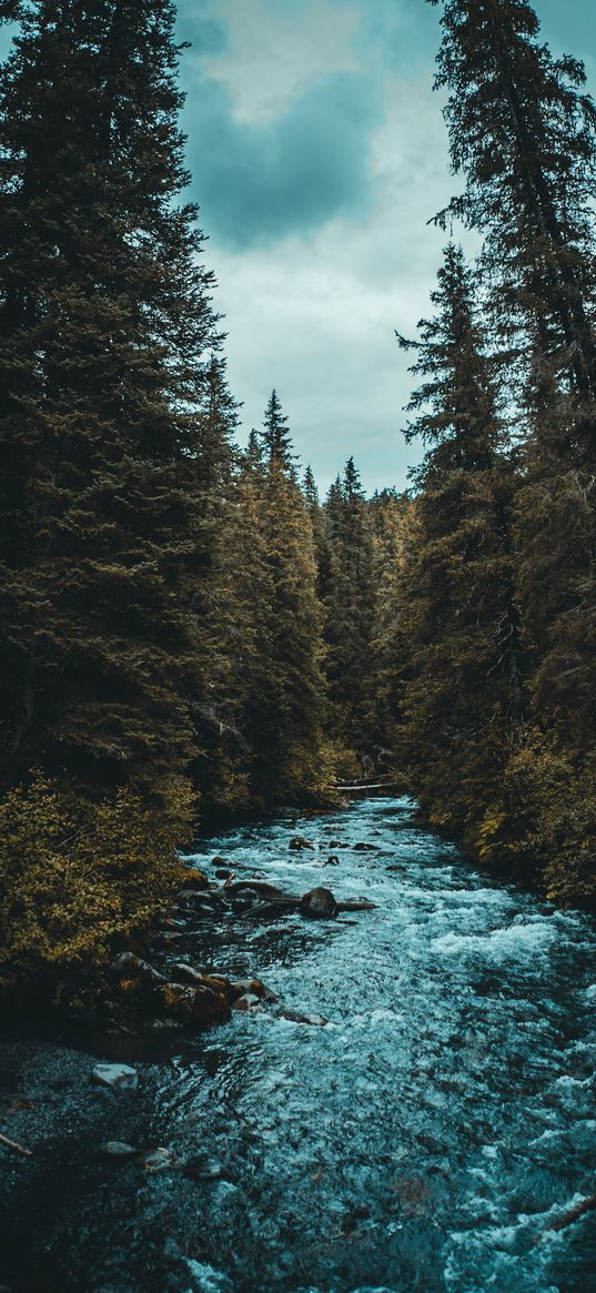 christmas trees, forest, river, nature