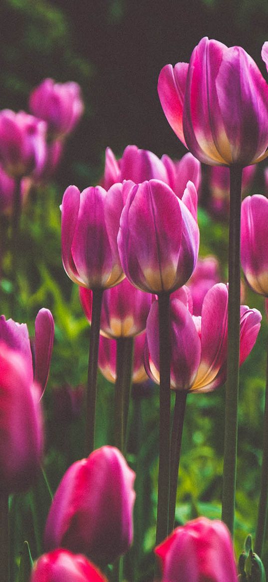 tulips, pink tulips, flowers, field, aesthetics, plants