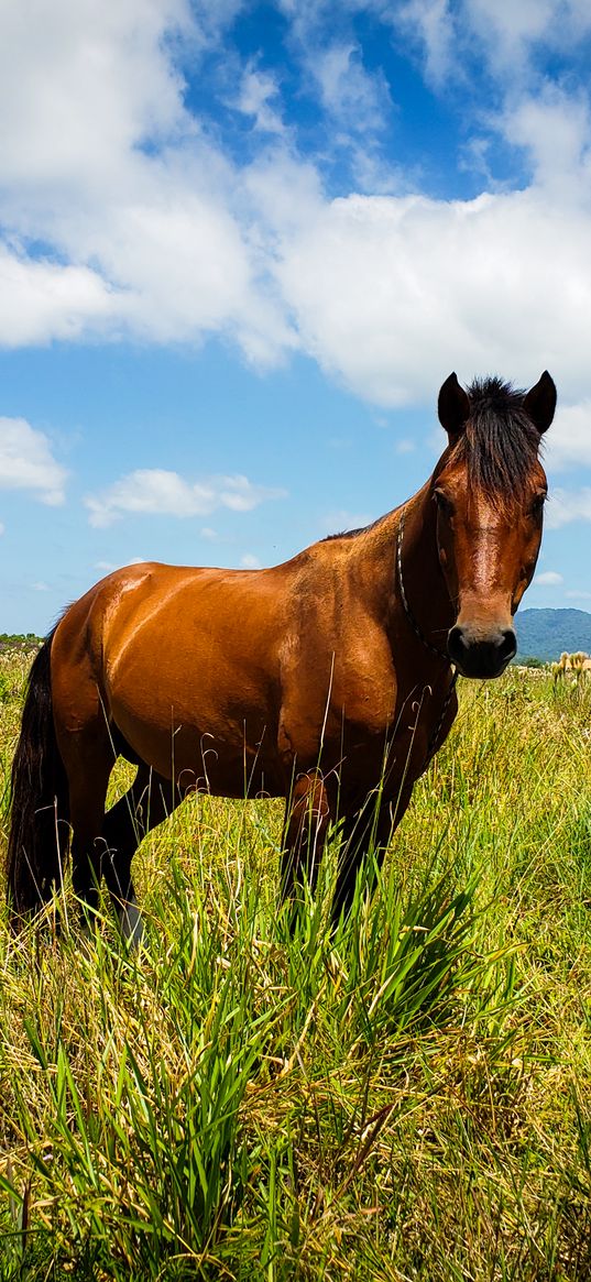 horse, field, flowers, wildflowers, animals, nature