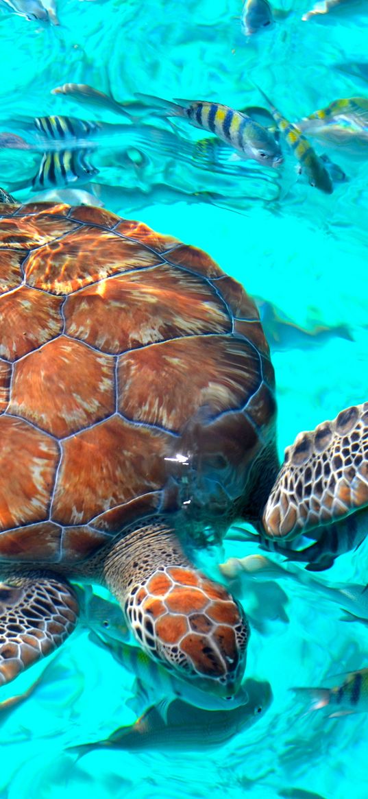 turtle, fish, ocean