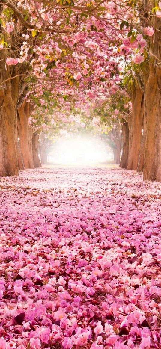 sakura, flowers, park, path