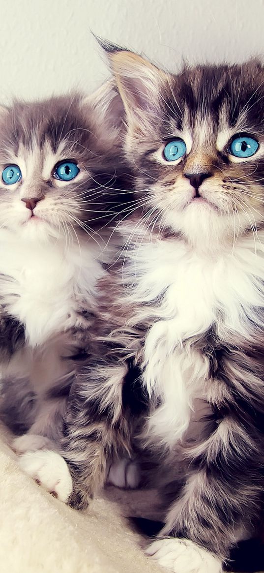 kittens, cats, animals, cute, blue eyes