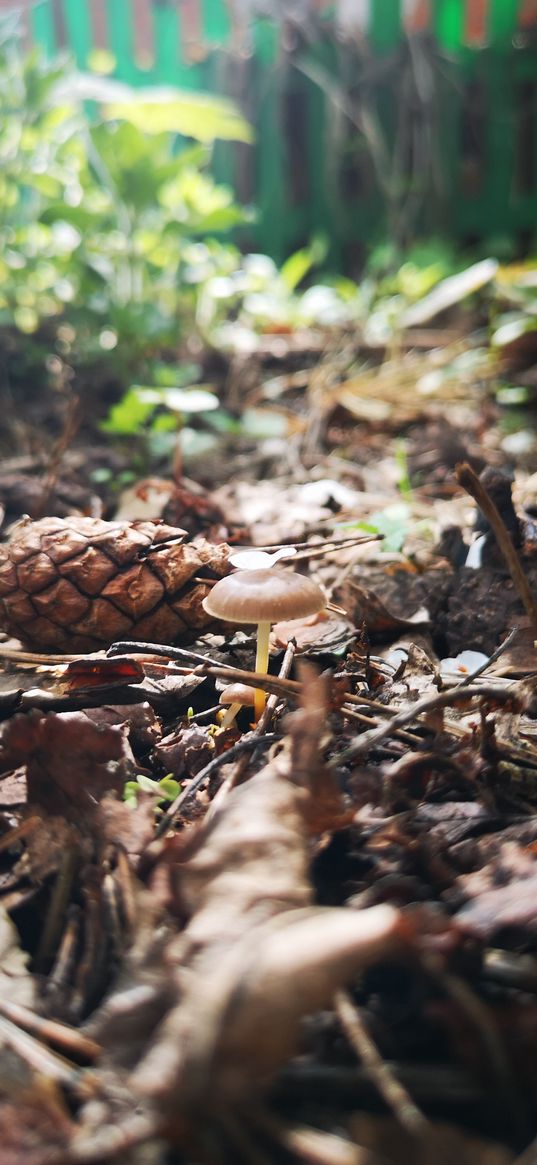 forest, mushroom, bump, summer, garden, fence