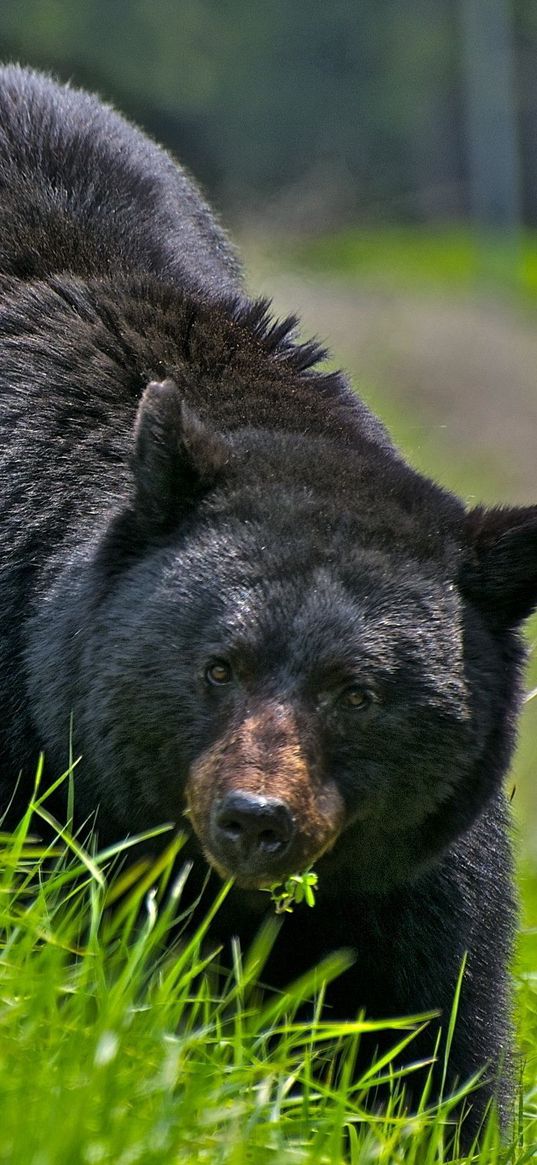 bear, walk, brown, grass