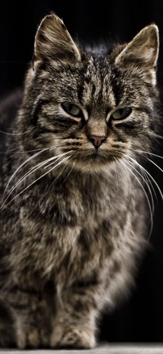 cat, tabby, wet, old, shade