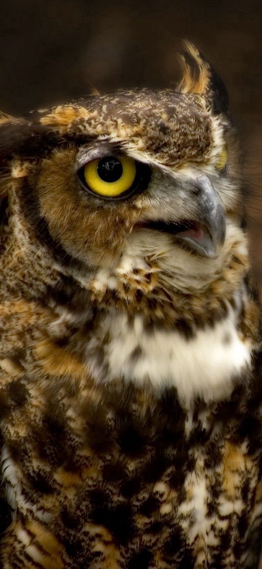 owl, head, glare, hunting, eyes