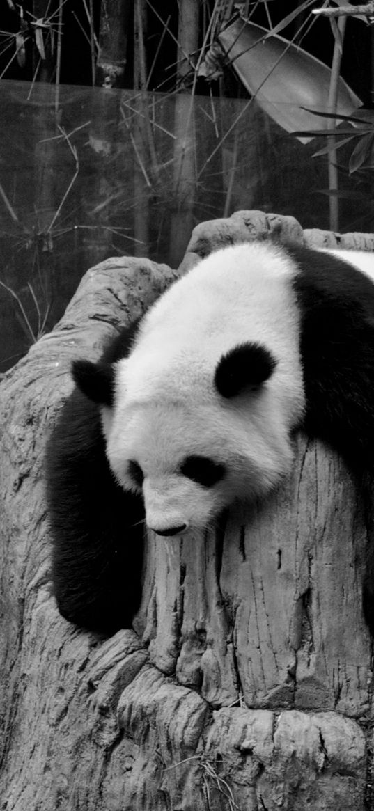 panda, sleep, nature reserve, hollow, black white