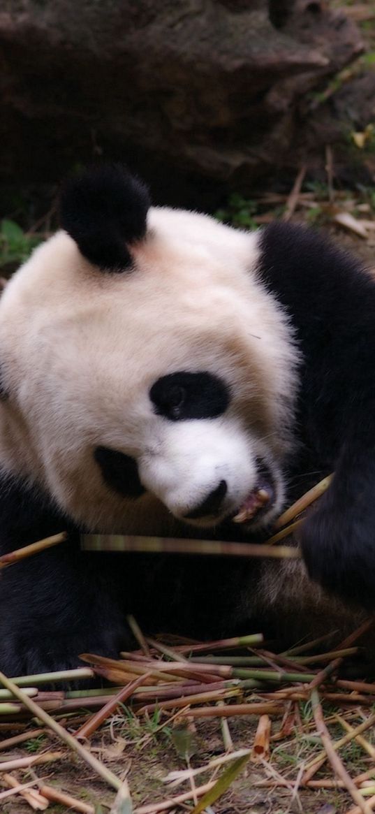 panda, rest, sleep, branches