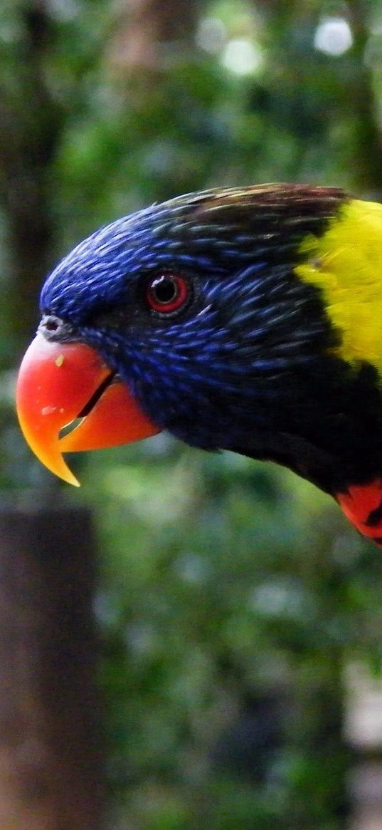 parrot, rope, colorful, bird