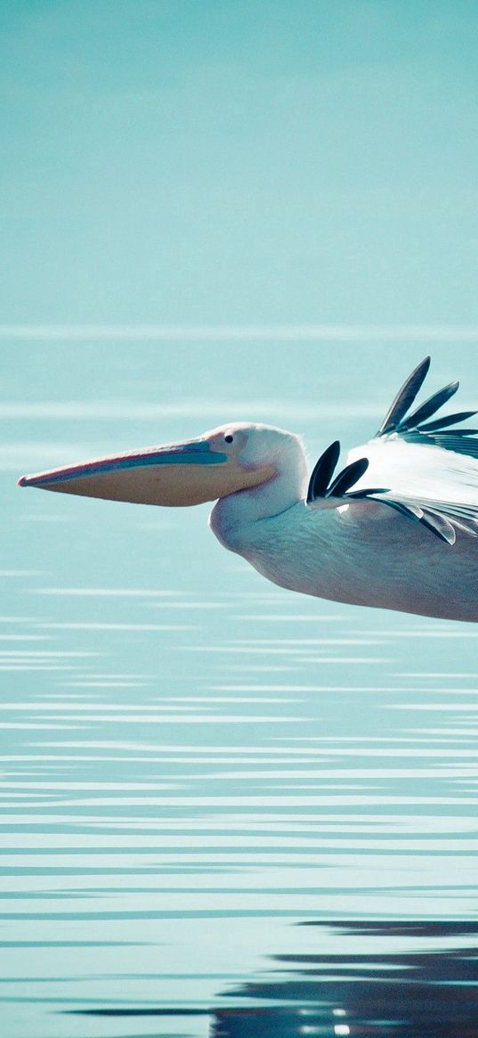 pelican, water, swimming, flying