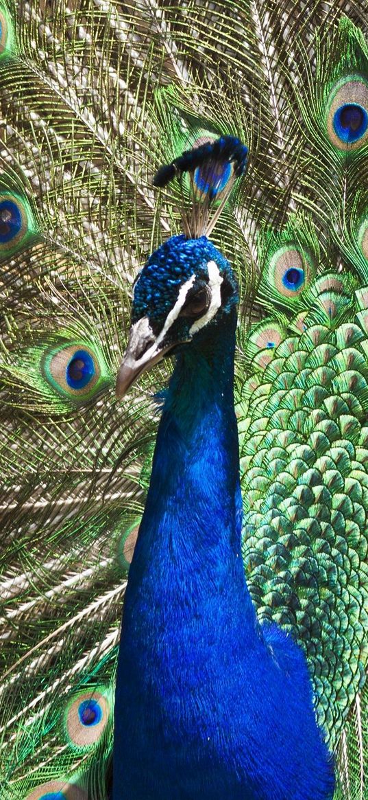 peacock, tail, patterns, bird