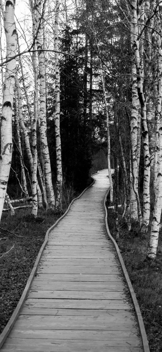 trail, trees, nature, black and white