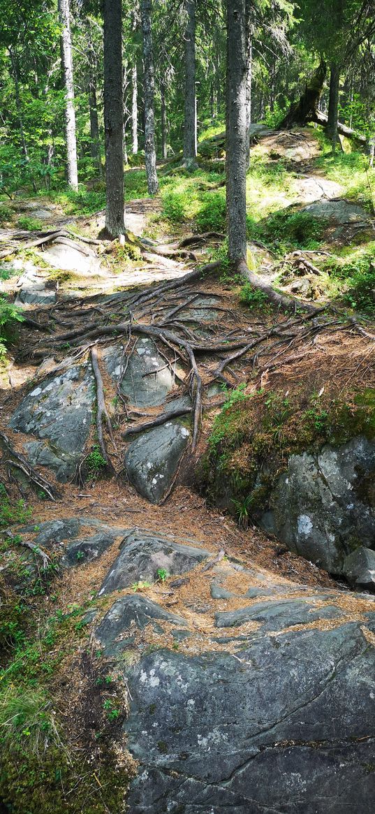 trees, stones, roots, forest, nature