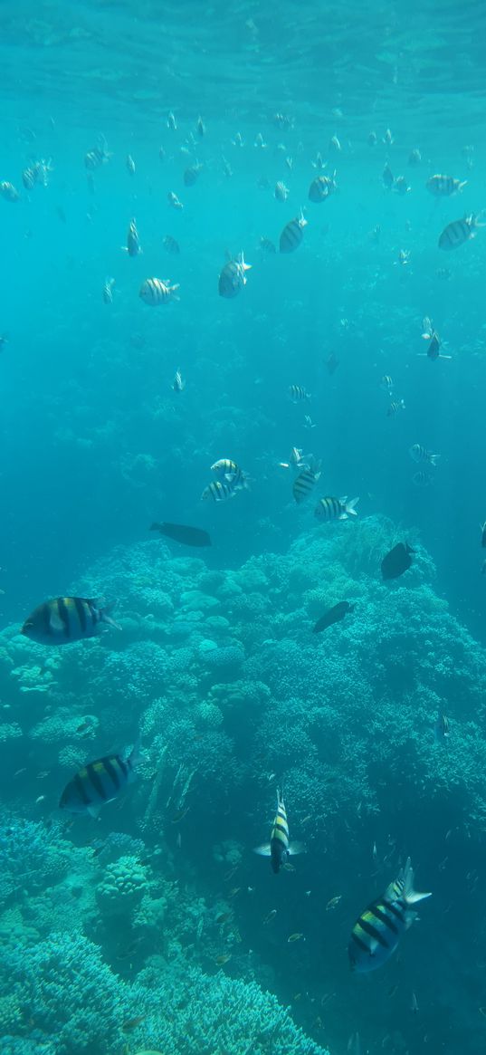 fish, corals, underwater world, diving, sea, nature