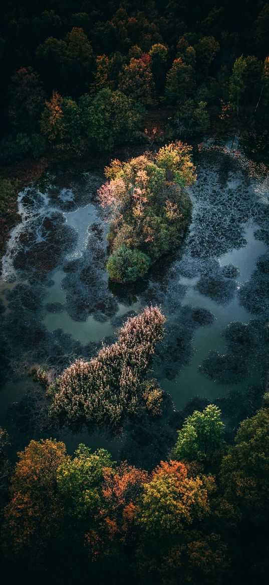 trees, forest, swamp, autumn, nature