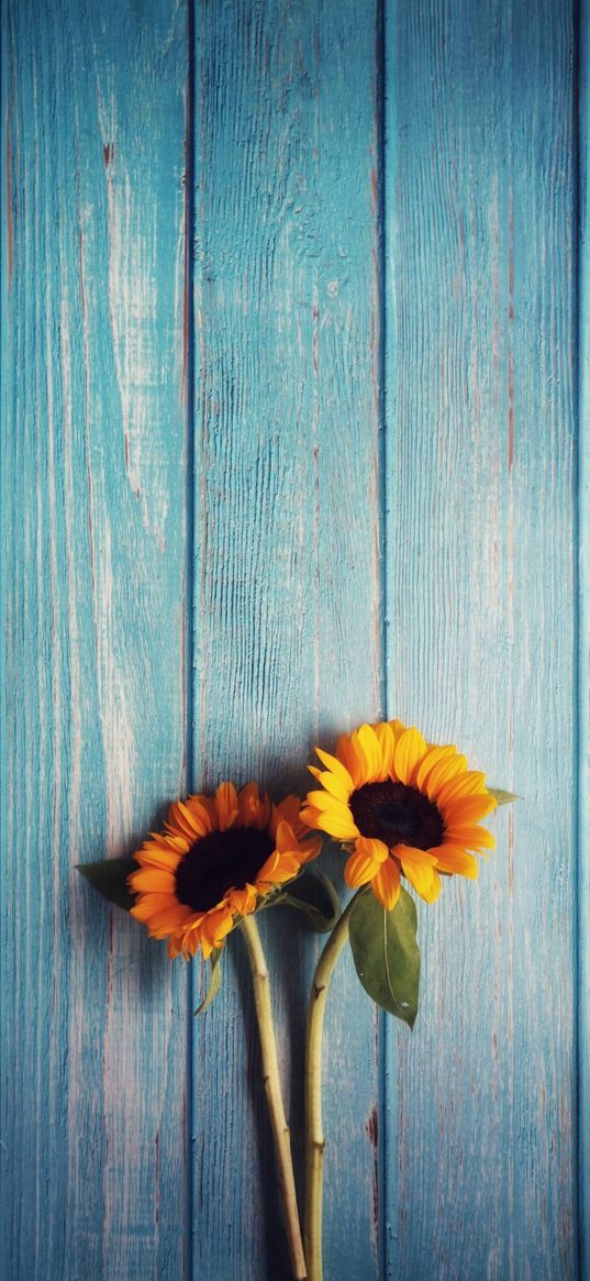 sunflowers, flowers, boards