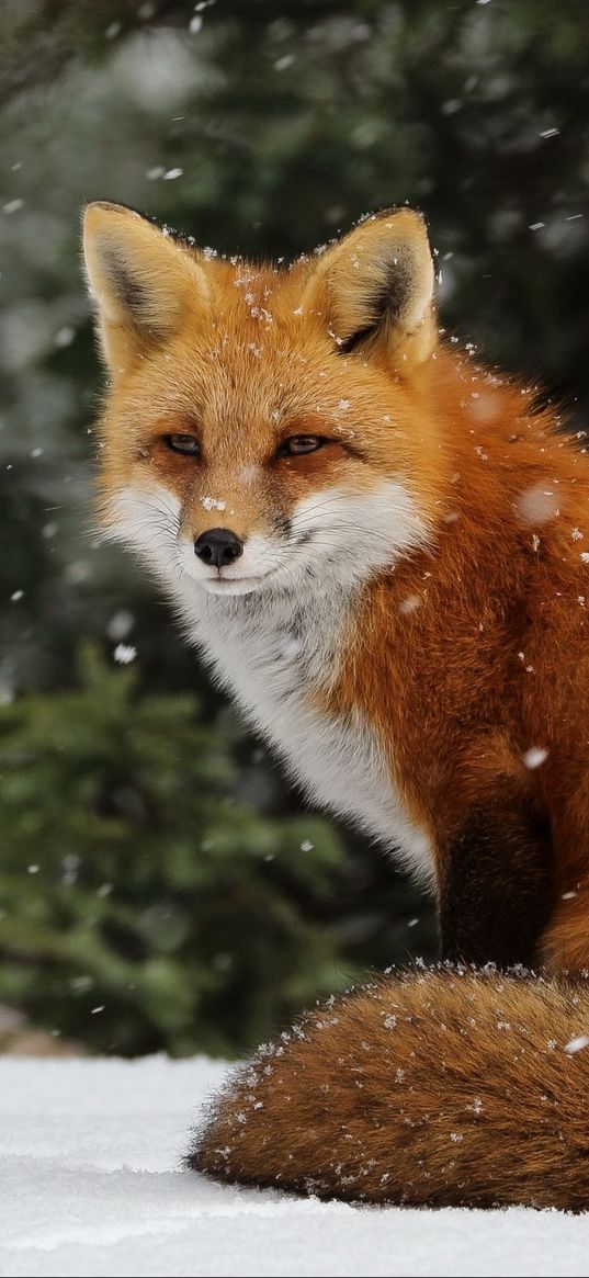 fox, animal, forest, snowflakes, snow, winter