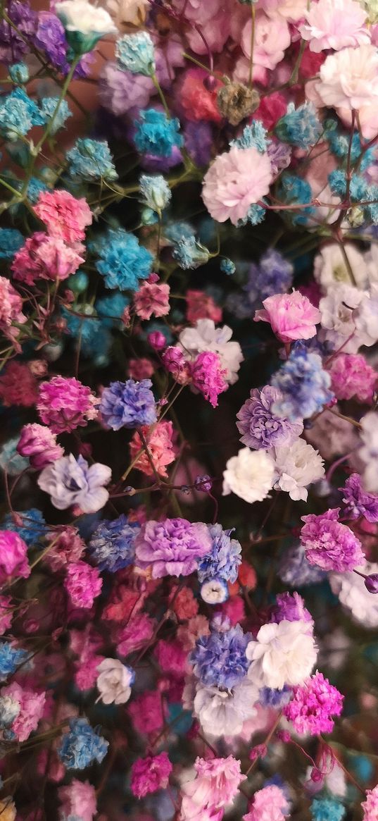 gypsophila, flowers, multicolored, nature