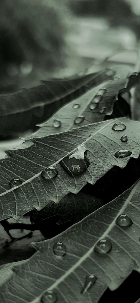 leaf, raindrops, nature