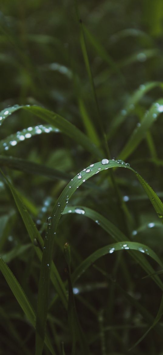 dew, grass, drops, green, nature