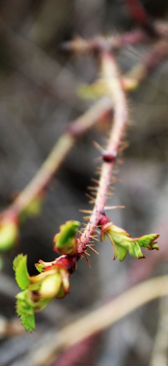 thorns, branch, summer