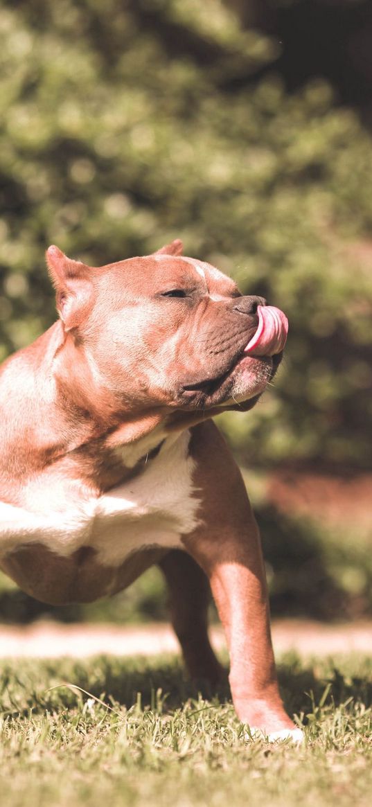 dog, pit bull, grass, aggression, shepherd