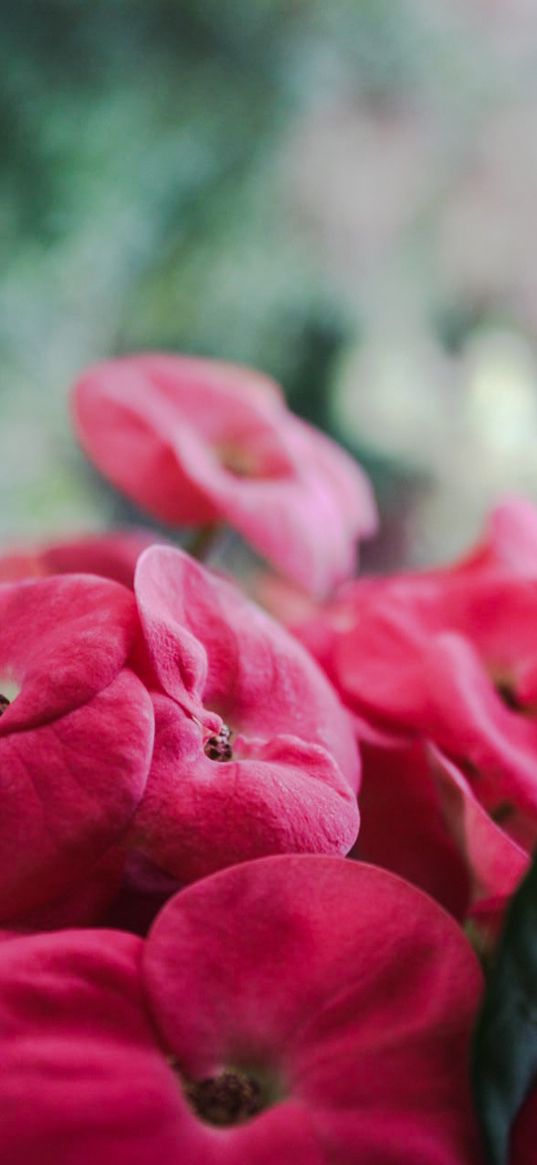 phlox, flowers, pink, nature