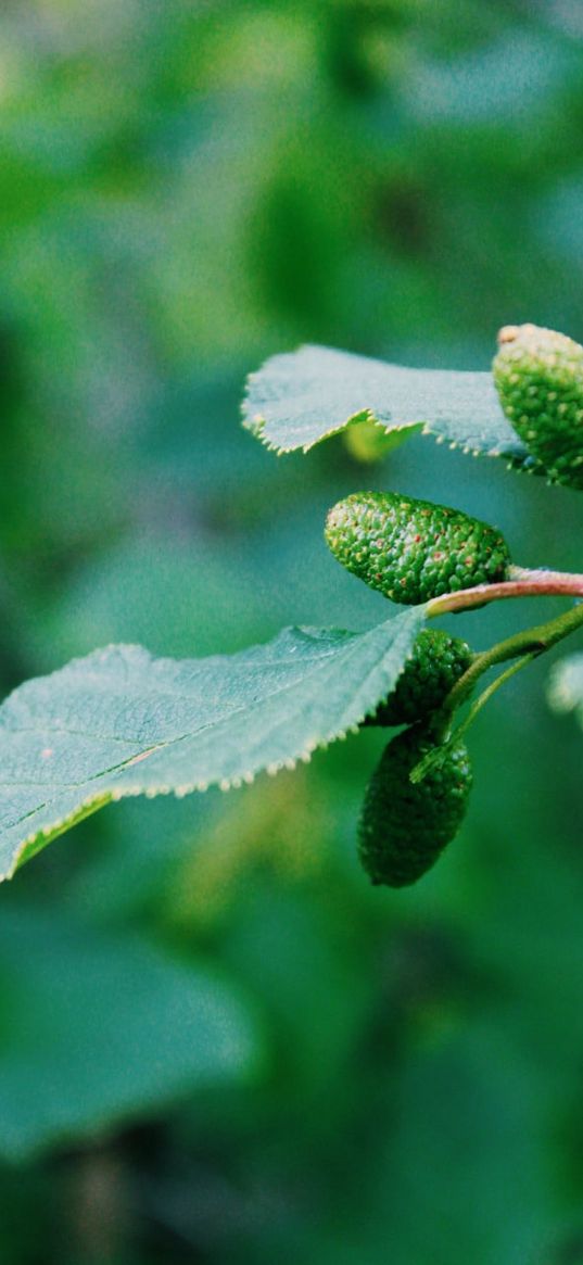 tree, alder, earrings, summer, green, leaves