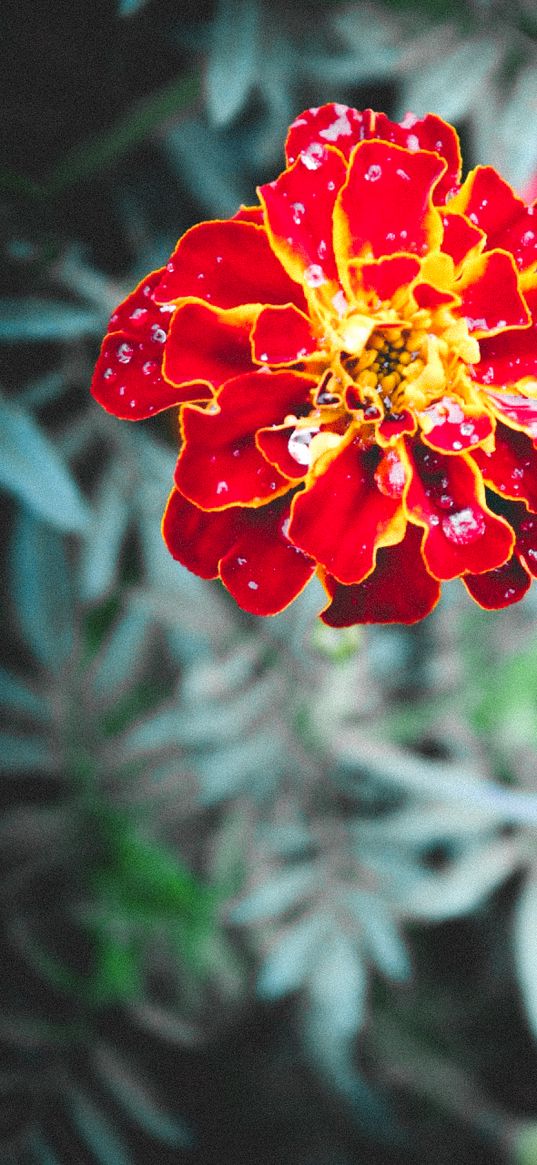 marigolds, flower, summer, nature