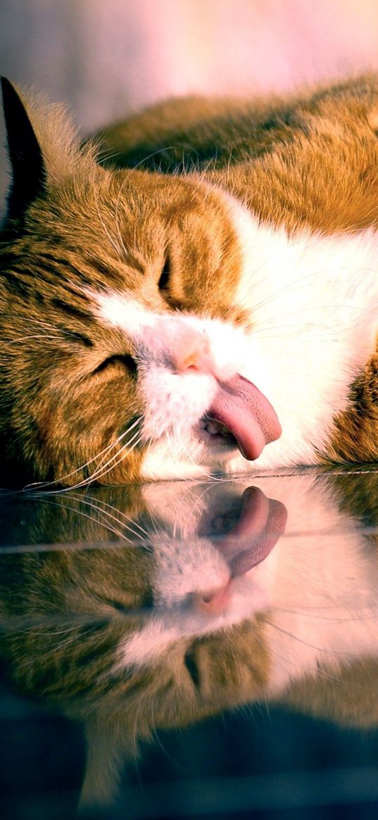 cat, lying, tongue, playful, glass, striped